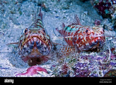 Synodontidae .